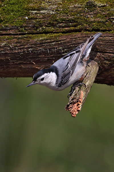 White-breasted Nuthatch © Russ Chantler